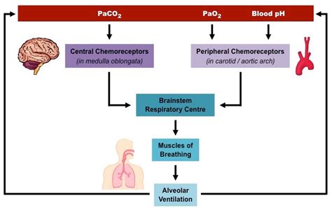 respiratory center – Moosmosis