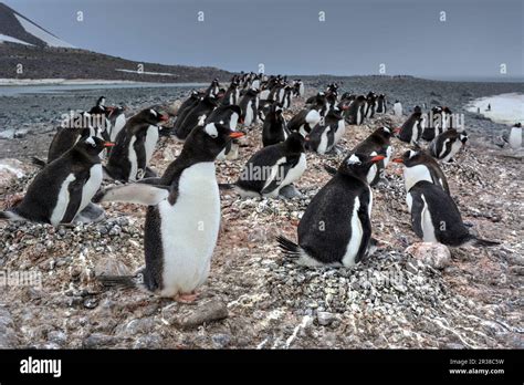 Gentoo penguin breeding cycle hi-res stock photography and images - Alamy