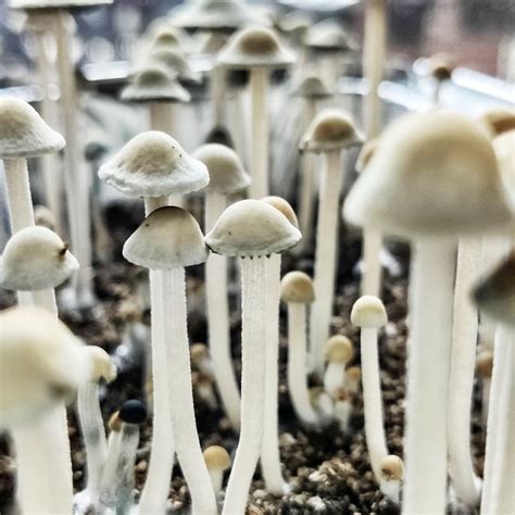 [Actives] My Panaeolus cyanescens : r/MushroomGrowers