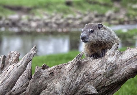 Make way for wetlands on Groundhog Day - DUC