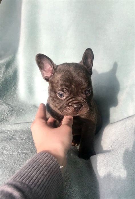 KC Chocolate Brindle French Bulldog Puppies | in Hucknall ...