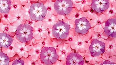 Hd Pink And Purple Flower Pattern Wallpaper - Pink Flower Wallpaper Flowers Background ...