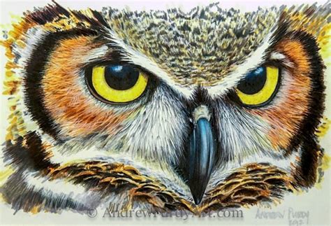 Owl Drawing Color at PaintingValley.com | Explore collection of Owl ...