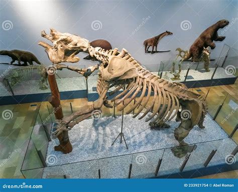 Top View of a Complete Skeleton of a Megaterium Megatherium, a Large ...