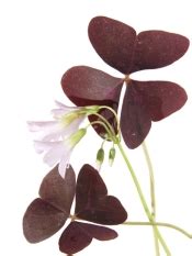 Purple Shamrock Plant - Oxalis regnellii Pictures, Care Tips