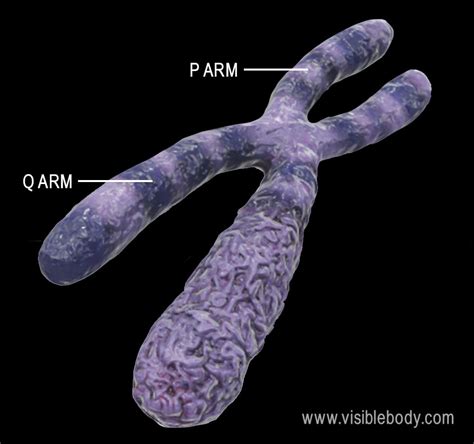 A Chromosome Is Best Described as a