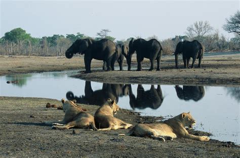 Elephants of Chobe National Park - Chobe Wildlife Guide