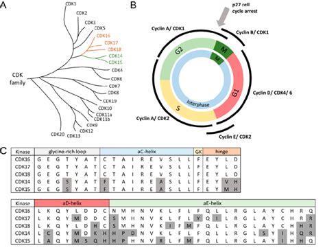 (A) Phylogenetic tree of the CDK family. The PFTAIRE subfamily is... | Download Scientific Diagram