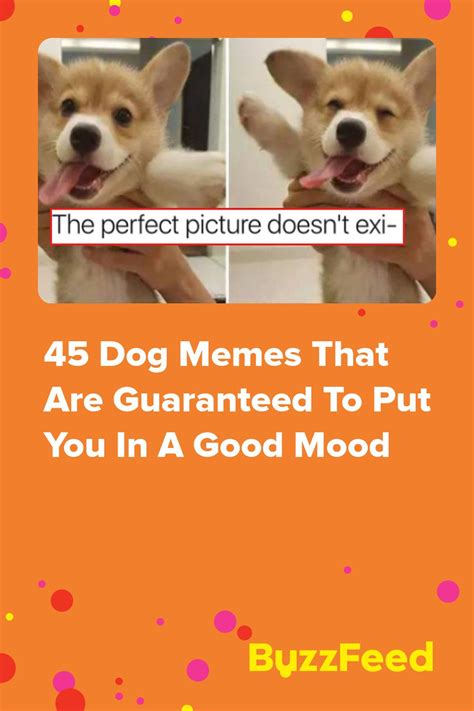 45 Dog Memes That Are Guaranteed To Put You In A Good Mood Dog Memes, Brighten Your Day, Good ...