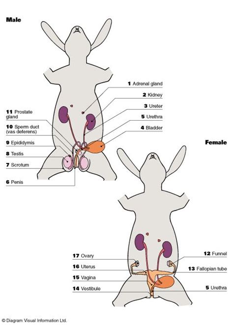 Internal anatomy of a rabbit | Rabbit anatomy, Vet medicine, Vet school