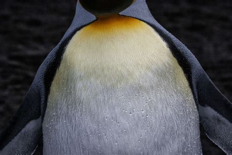 Penguins – Paul Nicklen