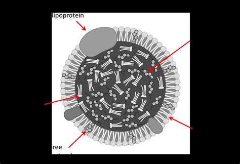 Lipoprotein structure. | Download Scientific Diagram