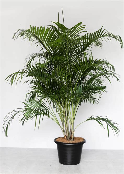 Butterfly Palm | Palmera | Indoor Plants Philippines