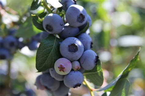 Legacy Blueberry - Food Gardening Network