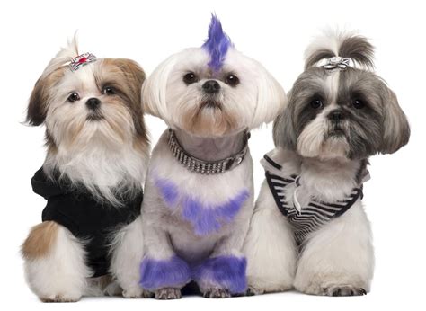 Three Shih Tzus dressed up | Shih tzu grooming, Shih tzu dog, Shih tzu