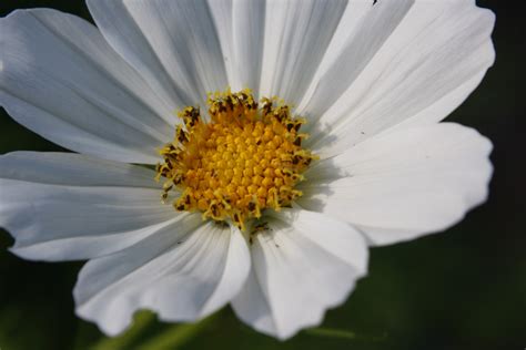 White Garden Cosmos Flower Close Up Picture | Free Photograph | Photos Public Domain