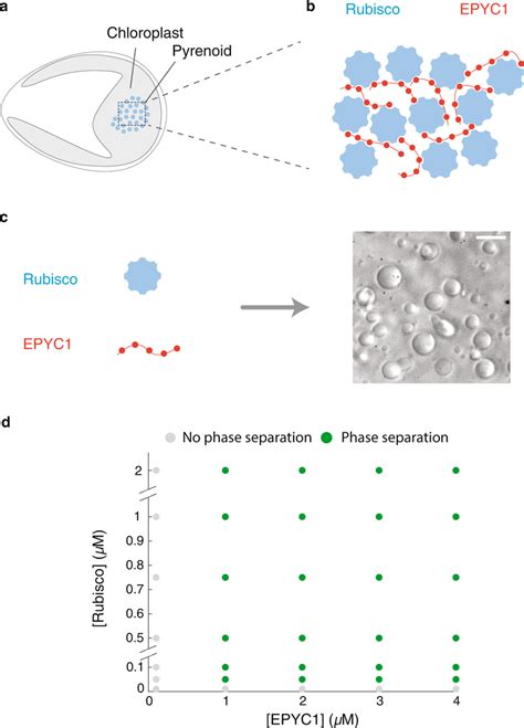 The components of the pyrenoid—EPYC1 and Rubisco—phase separate in... | Download Scientific Diagram