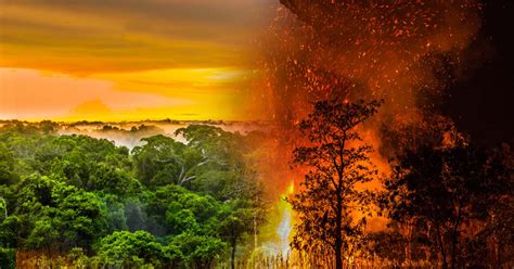 Arde el pulmón del mundo: las consecuencias de la destrucción de la Amazonia | Bioguia