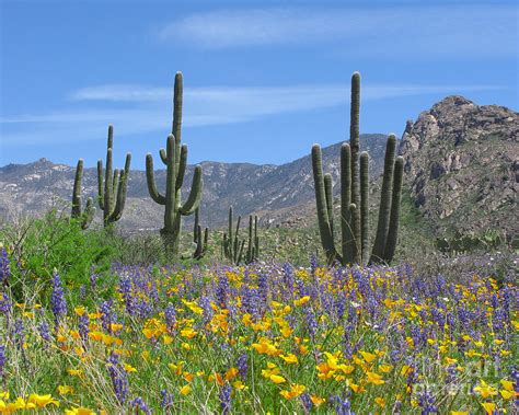 Spring Flowers In The Desert Photograph by Elvira Butler