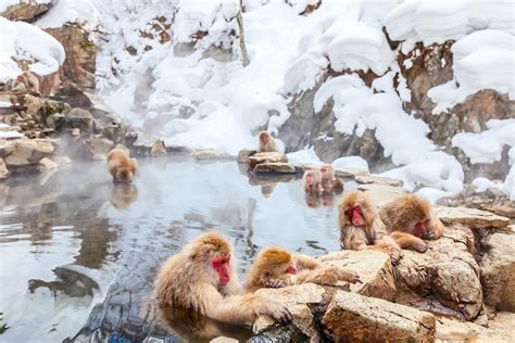 Jigokudani Monkey Park: Where to See Snow Monkeys Bathing in Japan's Onsens