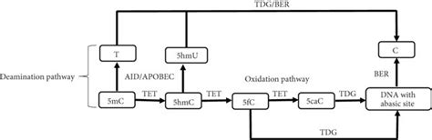 Mechanism of active DNA demethylation. The active process of DNA ...