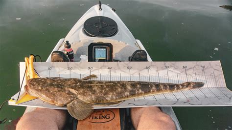 An epic 88cm dusky flathead i just caught on my 6lb finesse setup! Big ...