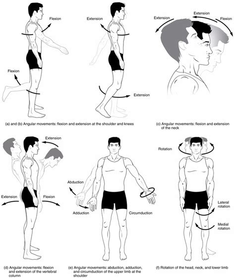 Overview of the Muscular System | Boundless Anatomy and Physiology