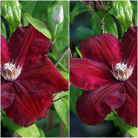 Velvety Crimson Flowers Clematis Red Cardinal Vine Live Plant | Etsy