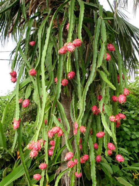 Hylocereus undatus - Night Blooming Cereus, Dragon Fruit | World of Succulents