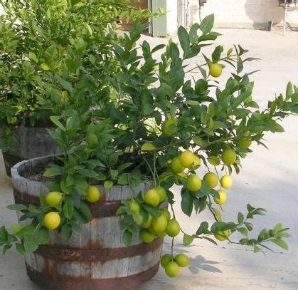 Mexican lime tree Oakley | Perez Nursery