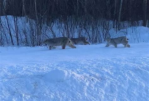 Rising number of lynx sightings surprises expert | CBC News