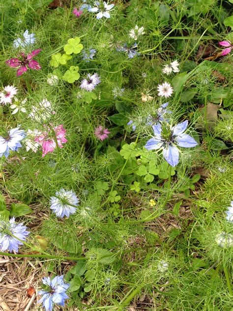 Real World Gardener: Herbs by the Sea with Nigella