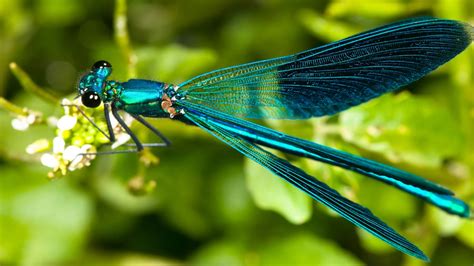 DragoNFLies Wallpaper (50+ images)