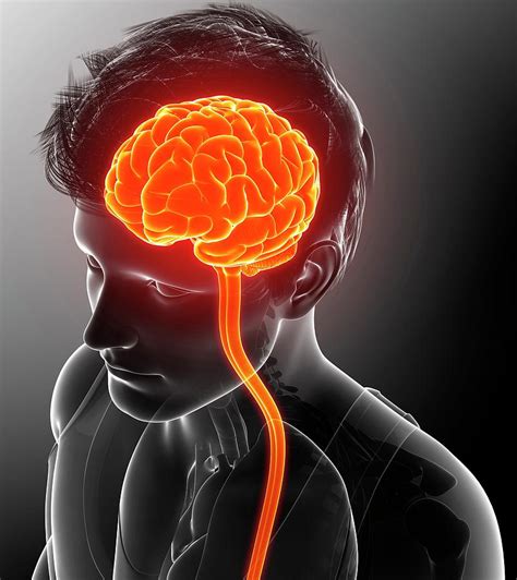 Human Brain And Spinal Cord - BRAINLYVC