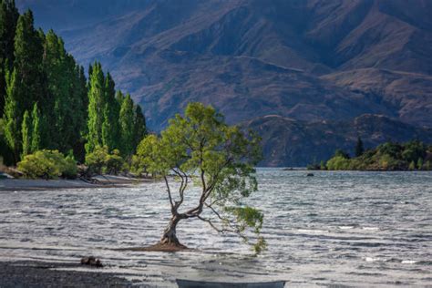 New Zealand Alpine Plants Stock Photos, Pictures & Royalty-Free Images ...