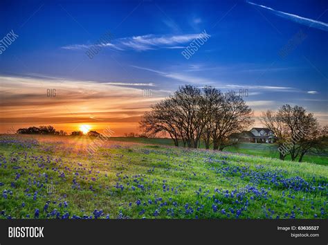 Texas Bluebonnet Field Image & Photo (Free Trial) | Bigstock