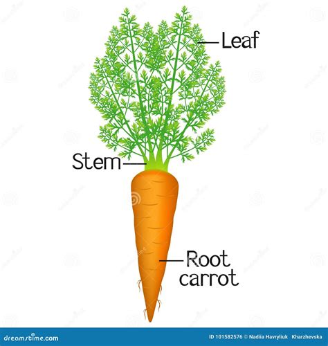 Carrot Plant Growth Stages Infographic Elements. Growing Process Of Carrot From Seeds, Sprout To ...