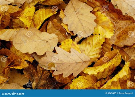 Golden autumn leaves stock image. Image of detail, nature - 3343025