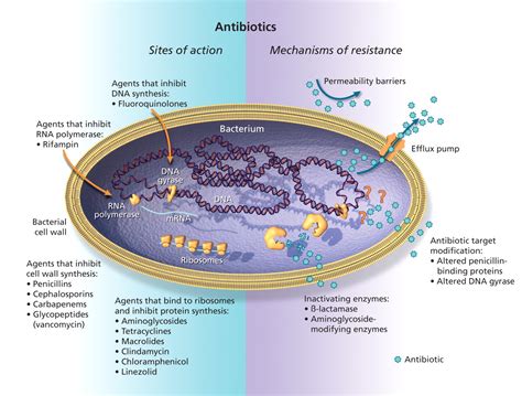 Antimicrobial resistance in hospitals: How concerned should we be? | CMAJ