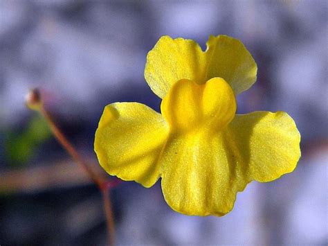 Bladderwort - Carnivorous Plant Resource