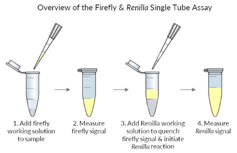 Firefly & Renilla Luciferase Single Tube Assay Kit - Biotium