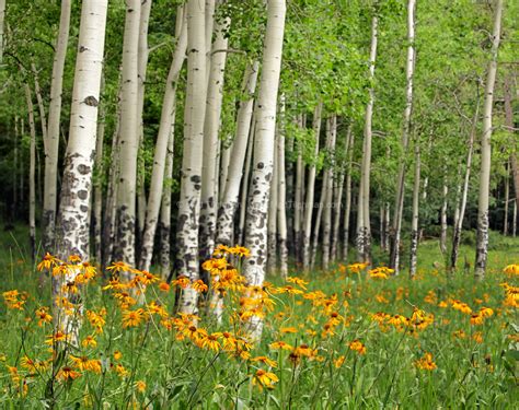 Aspen Grove and Wildflower Meadow near Valles Caldera - Matt Tilghman Photography