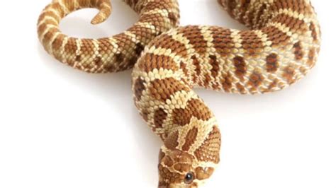 Hognose snake Venom?!? - YouTube