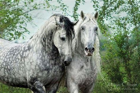 Dapple Grey Andalusian Horse Images & Pictures - Becuo