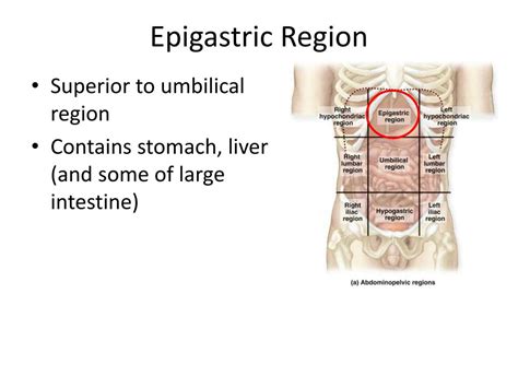 PPT - Body Cavities PowerPoint Presentation, free download - ID:2096358