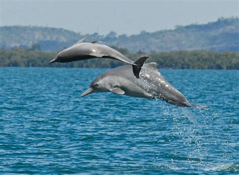 Atlantic Humpback Dolphin – "OCEAN TREASURES" Memorial Library