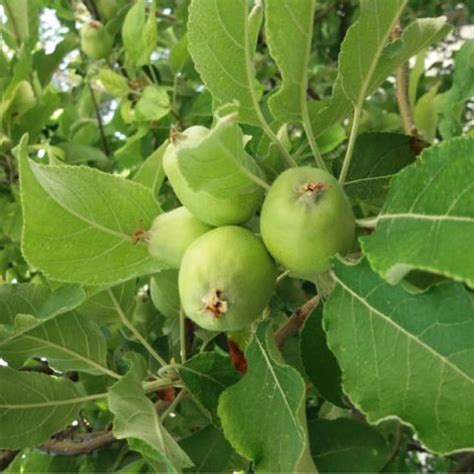 Elma Ağacı - Malus Domestica Fidanı Fiyatları - Çiçek Ağaç