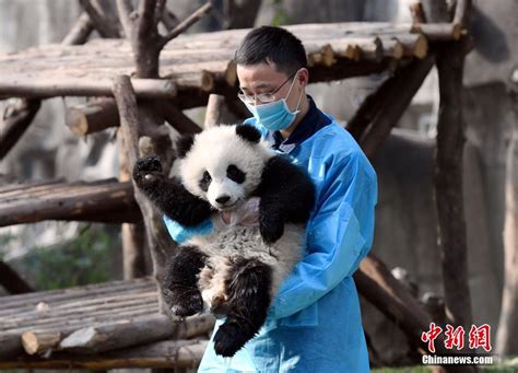 Baby panda hugs breeder, goes viral (5) - People's Daily Online