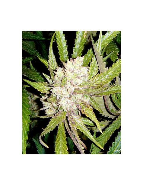 Sogouda (Soma Sacred Seeds) Regular Cannabis Seeds - Oaseeds