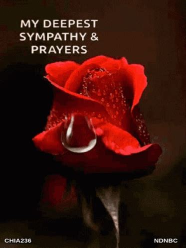 Deepest Sympathy and Prayer - My Deepest Sympathy and Prayer on Red Rose